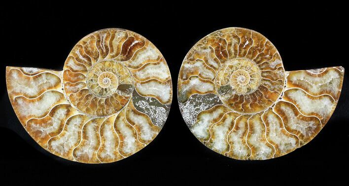 Sliced Fossil Ammonite Pair - Agatized #46507